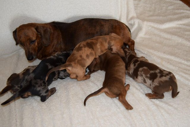 Image 10 of MINIATURE SMOOTH DACHSHUND PUPPIES