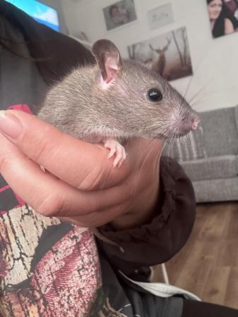 Image 11 of Baby rat. 13 available. 3M 10F