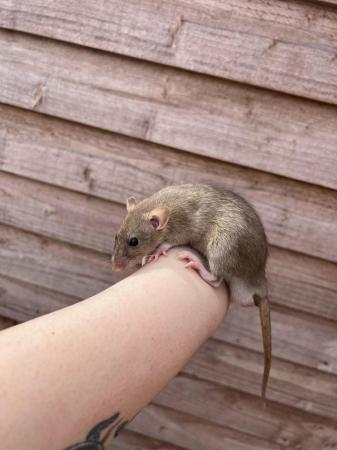 Image 3 of 9week old male/female Dumbo rats READY NOW