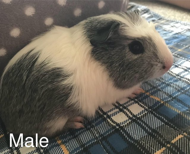 Preview of the first image of 2 male baby guinea pigs.