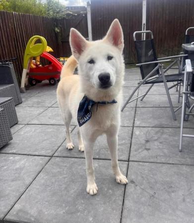 Image 4 of Male husky fully trained 2 years old