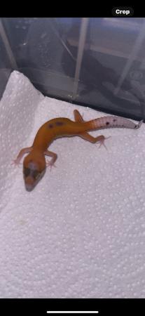 Image 6 of High end baby leopard geckos available
