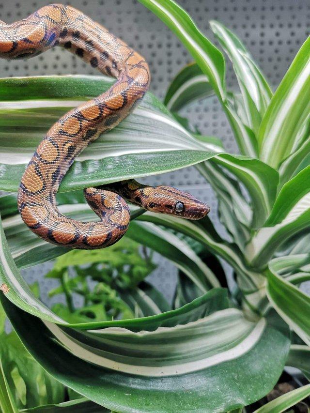 Preview of the first image of Brazilian rainbow boa’s  at urban exotics.