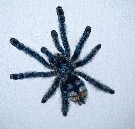 Image 3 of Tarantula collection-list looking for new home