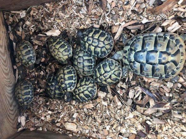 Image 2 of Baby Hermanns tortoises for sale
