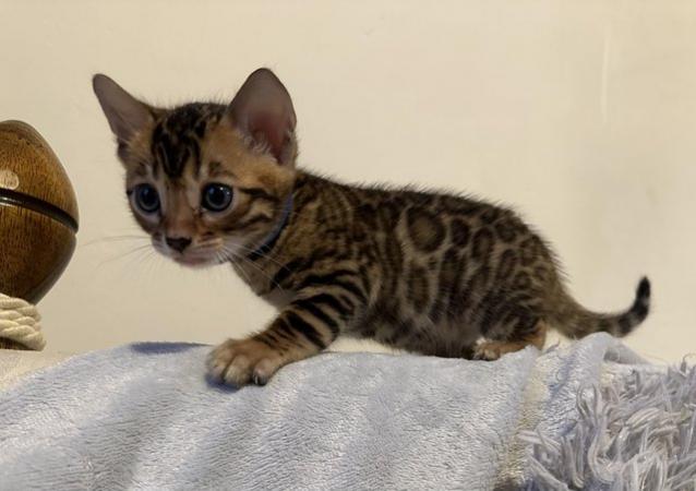 Image 19 of Tica bengal kittens for sale!