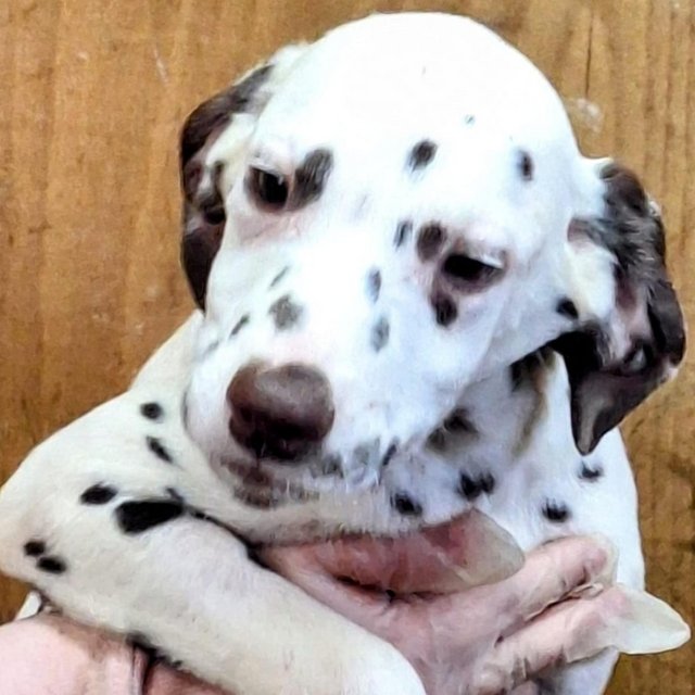 Preview of the first image of For sale Dalmatian pups.