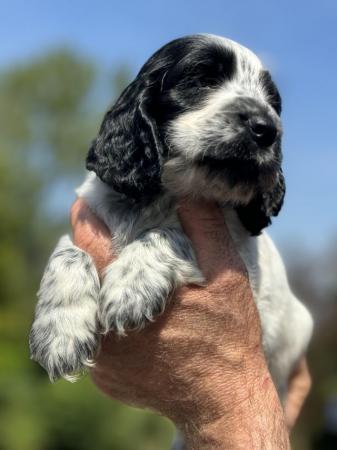 Image 11 of Glorious KC Reg Blue Roan Cocker pups Health Tested