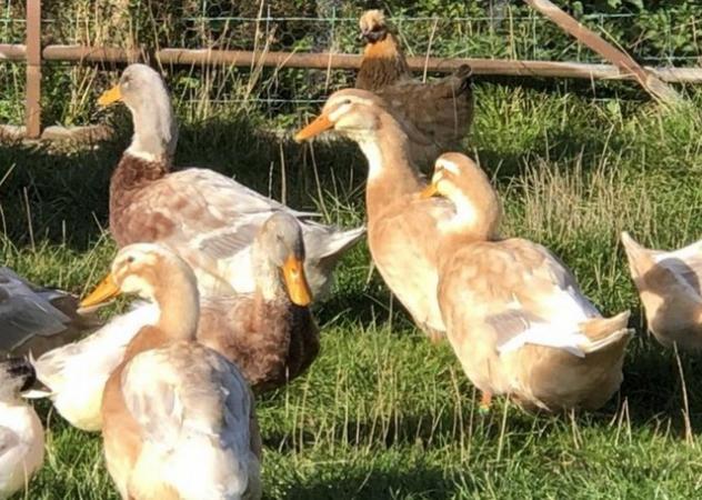 Image 2 of Top Quality Saxony Ducks for Sale!