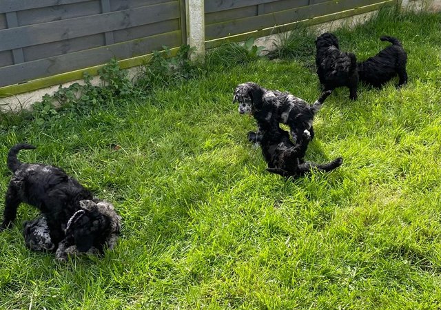Image 5 of Standard Poodle Puppies - Licensed Breeder - Health Tested