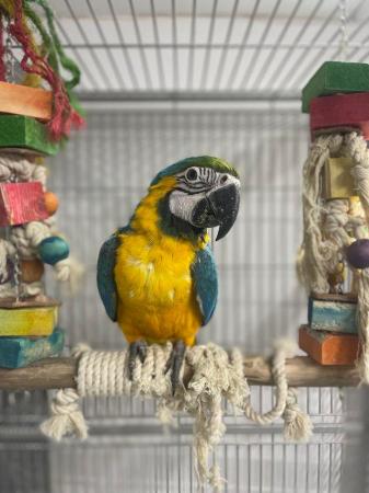 Image 2 of Supertame Baby blue and gold macaw parrot