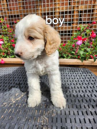 Image 8 of Stunning f1 cockapoo puppies ready now