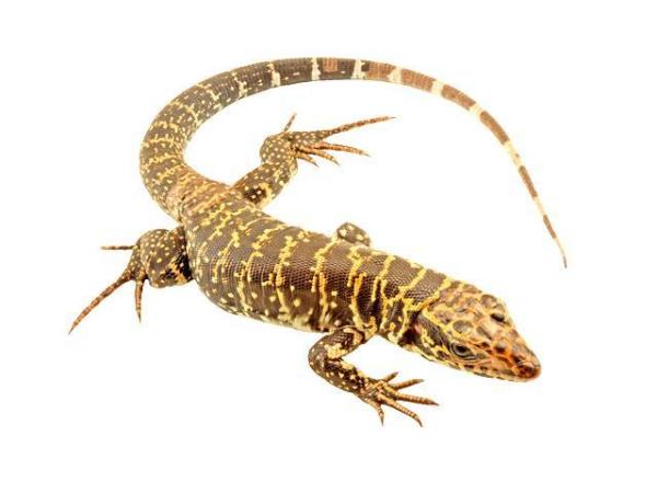 Image 4 of LIZARDS.....Monitors/Tegus and MORE ....Available now !!!