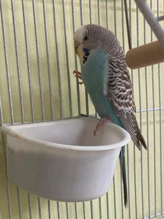 Image 4 of lovely budgies breeding pairs with full set up