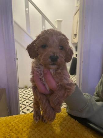 Cavapoochon toy puppies for sale - Image 10 of 12