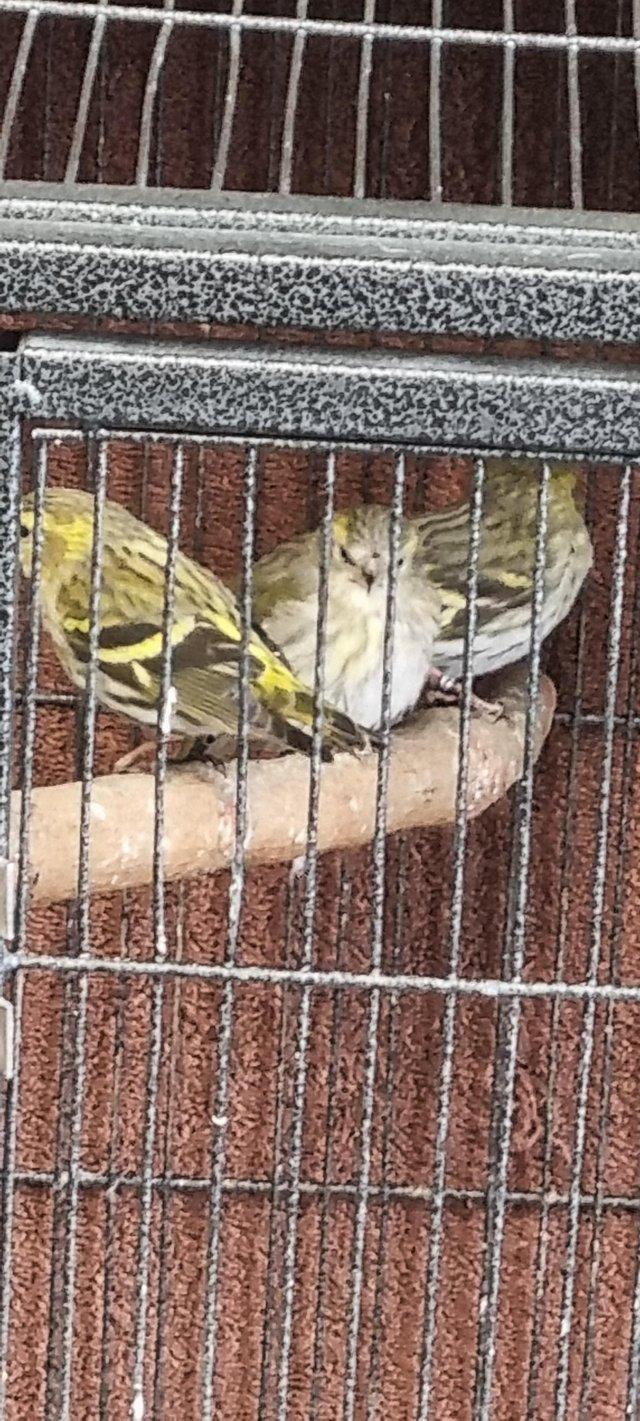 Preview of the first image of Pairs of siskins looking for new homes.