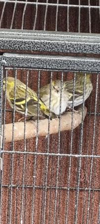 Image 1 of Pairs of siskins looking for new homes
