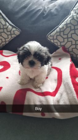 Image 4 of Lhasa apso X shih tzu puppies for sale
