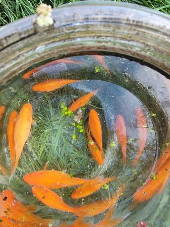 Image 2 of 60 mix coulors mix sizes pond gold fish
