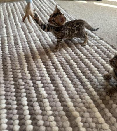 Image 18 of 5 generation TICA registered bengal kittens for sale.