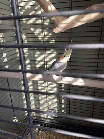Image 4 of 11 month old female cockatiel with large cage and accessorie