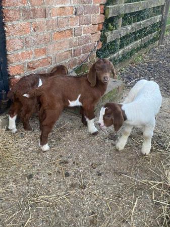 Image 2 of Adorable boer goat kids for sale, ready to go now
