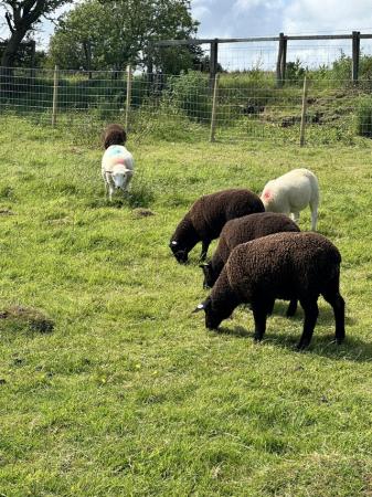 Image 2 of Lambs for sale - Llyen and Suffolk X Dutch Spotted