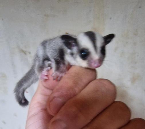 Image 5 of Baby Sugar Gliders ready now!