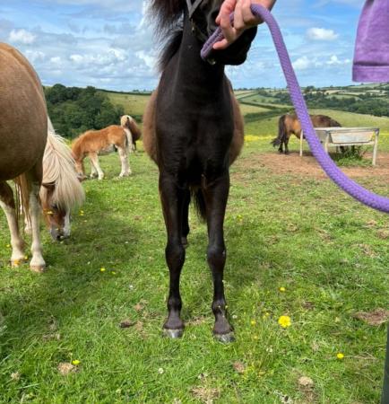 Image 5 of Pretty yearling gelding. Dinky Dartmoor hill pony