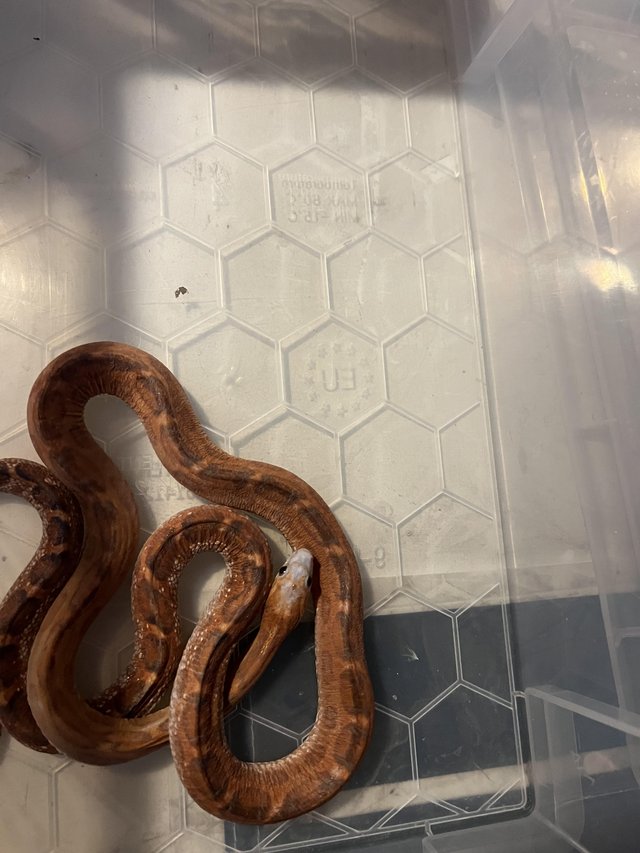 Preview of the first image of Scaless adult corn snakes.