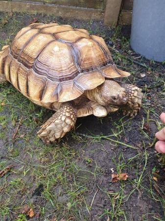 Image 3 of Large male sulcata tortoise