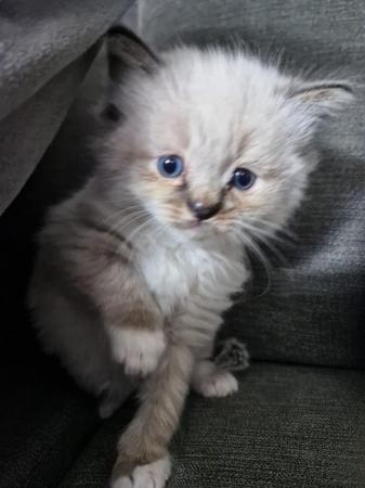 Image 1 of *2 Ragdoll Kittens Left* Can Deliver North East