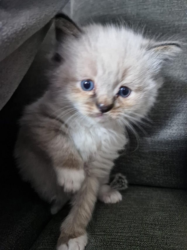 Preview of the first image of *2 Ragdoll Kittens Left* Can Deliver North East.
