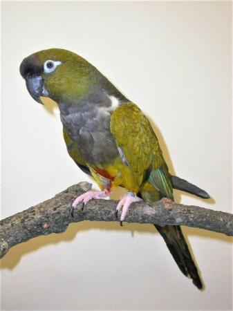 Image 1 of WARRINGTON PETS & EXOTICS BIRD PRICE LIST NEW