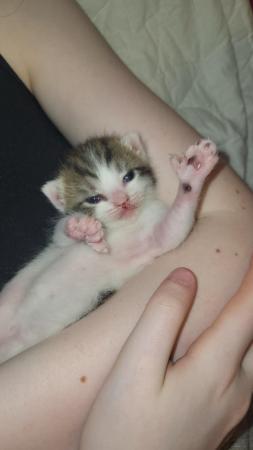 Image 3 of RESERVED - beautiful polydactyl (extra toes) kitten