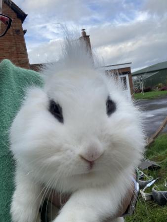 Image 4 of Lion head rabbits boys and girls available