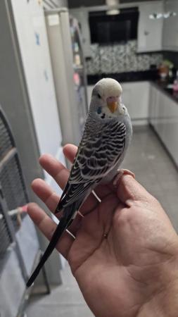 Image 1 of budgies for sale, breeding couples, babies