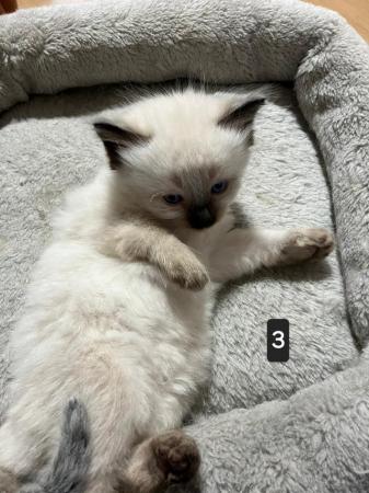 Image 5 of Adorable Ragdoll Kittens Ready in 1 weeks