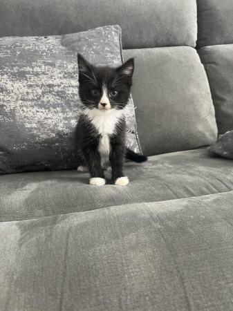 Image 4 of 2 black and white mixed breed Kittens
