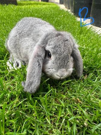 Image 1 of Male and Female Mini Lop Rabbits For Sale