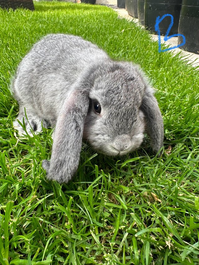 Preview of the first image of Male and Female Mini Lop Rabbits For Sale.