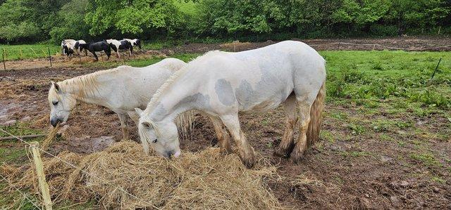 Image 1 of 13.2hh cob mare lovely temperament