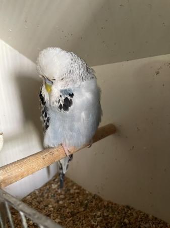 Image 3 of Baby budgies and breeding pair
