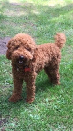 Image 1 of Extensively Health Tested Deep Red Min Poodle Stud