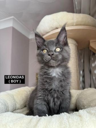 Image 24 of MAINECOON KITTENS - SUPREME CHAMPION BLOODLINE