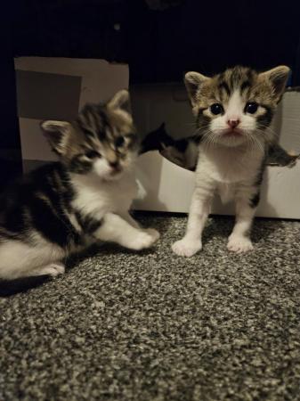 Image 1 of 2 tabby girls and 1 black and white boy