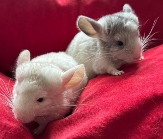 Image 4 of ( RESERVED BOTH ) Two Chinchilla Baby Girls sisters