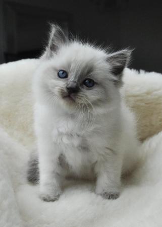 Image 1 of Ragdoll Kittens (GCCF REGISTERED AND FULLY HEALTH TESTED)