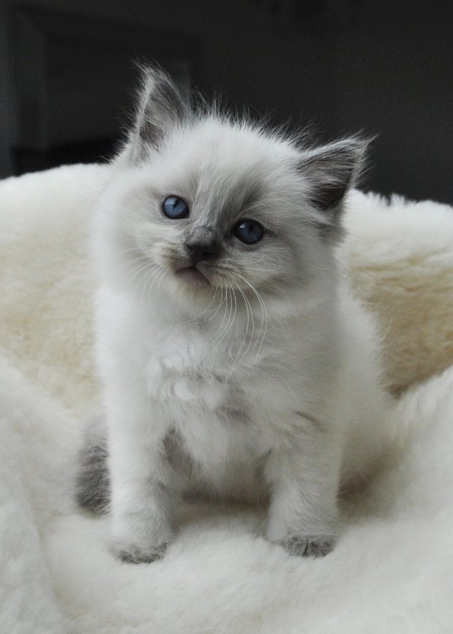 Preview of the first image of Ragdoll Kittens (GCCF REGISTERED AND FULLY HEALTH TESTED).