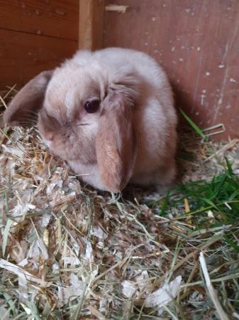 Image 7 of Spayed mini lop girl for adoption Vac rhd2